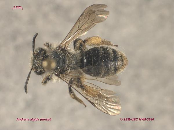 Photo of Andrena aculeata by Spencer Entomological Museum
